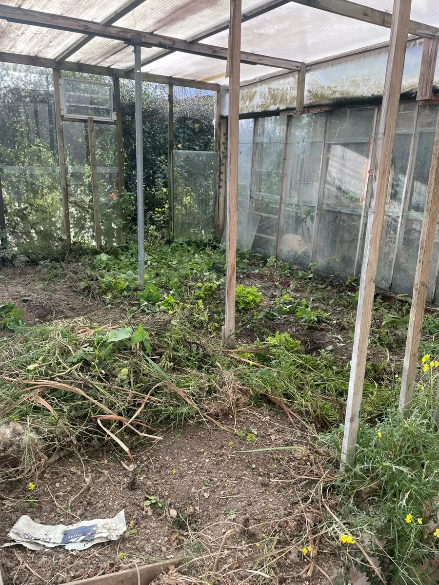 Greenhouse before clearance — overgrown with weeds and debris