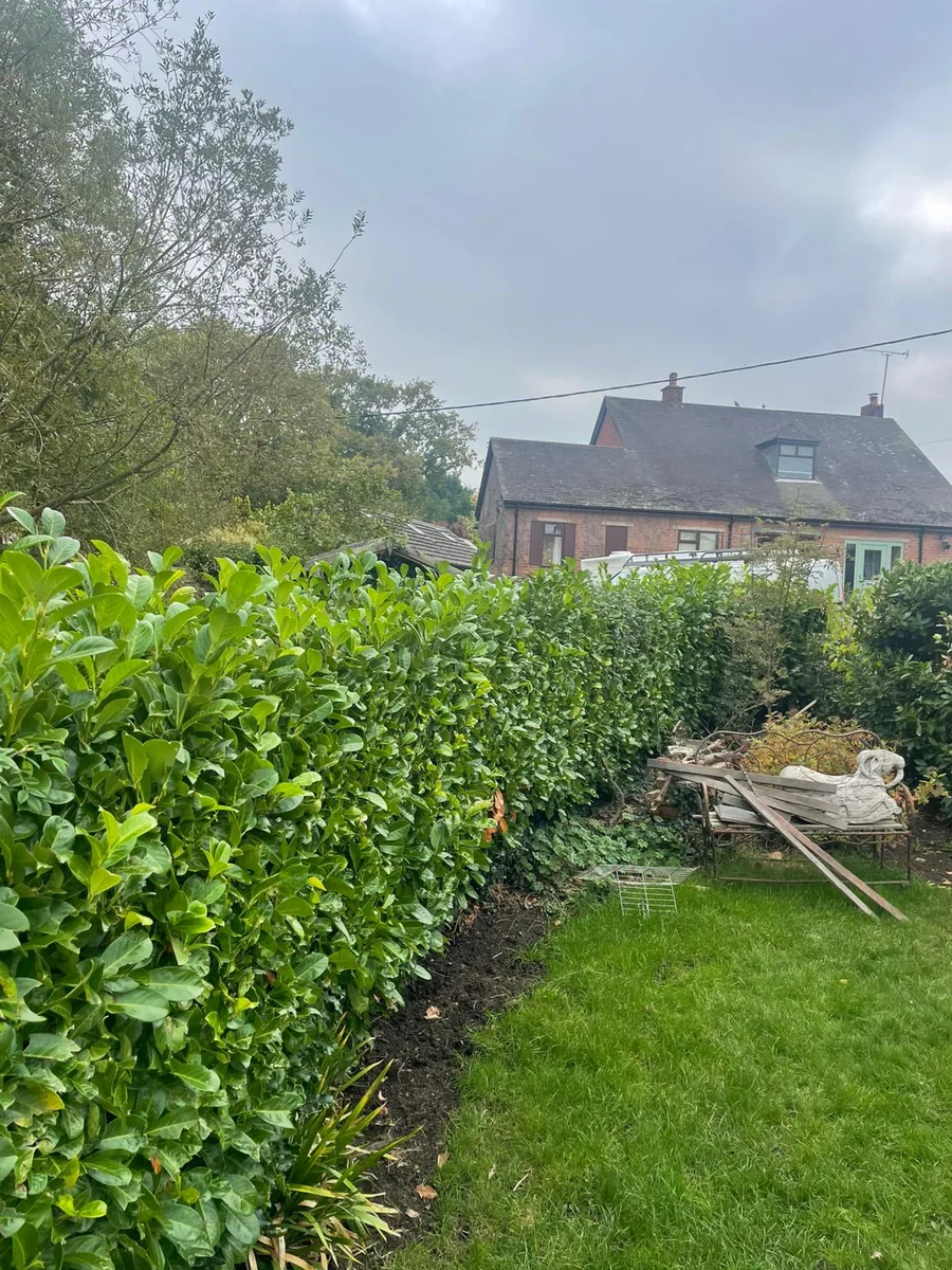 Hedge before trimming — overgrown and uneven